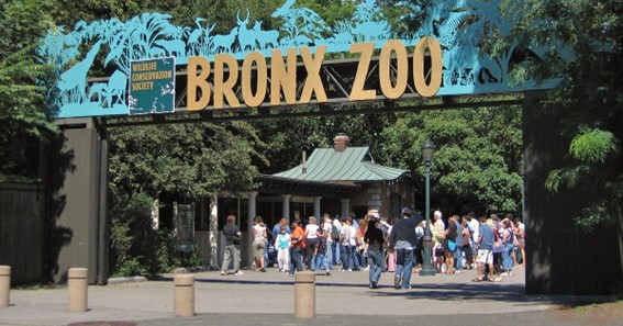 New York Zoo in the Bronx