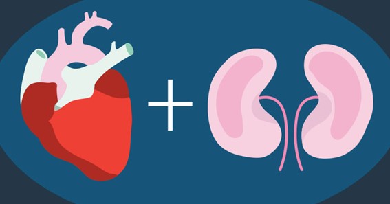 How Are Kidneys And Blood Pressure Interlinked