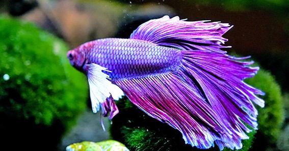 How Long Does A Betta Fish Take To Give Birth And What To Expect During Pregnancy