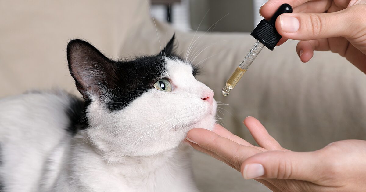 The Feline-Friendly Guide to Administering Natural CBD
