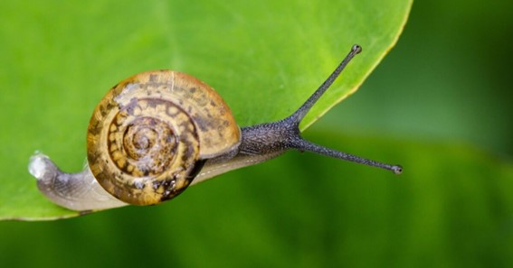 What are the Benefits of Snail Serum for Your Skin